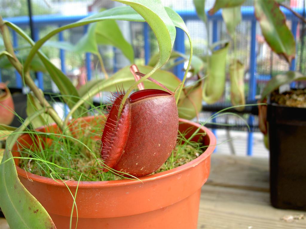 Nepenthes ampullaria 'Cantleys Red'  5